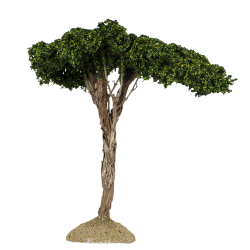 Umbrella pine