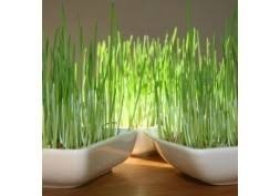 Sainte Lucie : le 13 décembre, jour où la crèche provençale s'illumine