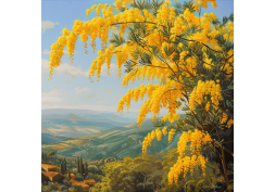 Le Mimosa en Provence : Symbole et élément de décoration authentique