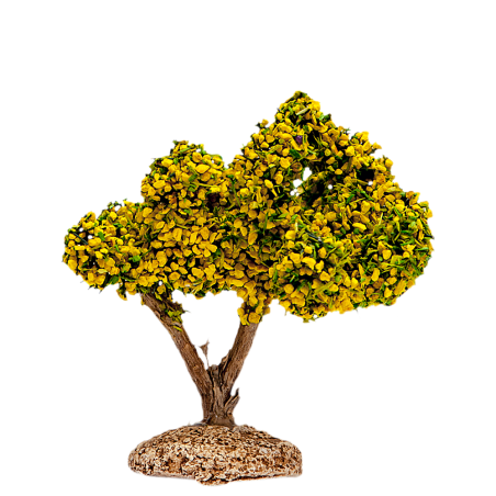 mimosa provence